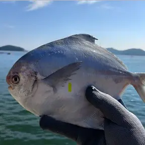 통영병어